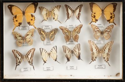 de nombreux types de papillons différents présentés dans une boîte d'ombrage