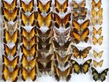 de nombreux papillons exposés dans une boîte