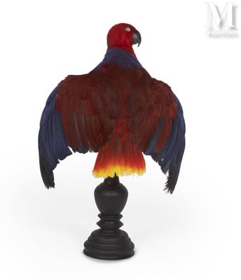 an image of a red and blue bird on a black pedestal