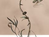 une plante posée par terre, avec une lampe à côté