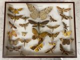 a lot of moths in a shadow box on a table