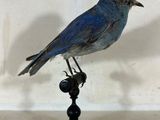 un petit oiseau bleu perché sur un socle noir