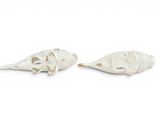 pair of white ceramic seashells on a white background