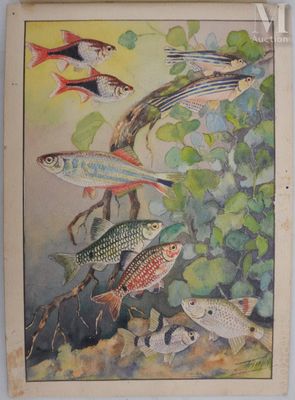 ANGEL Fernand (1881-1950) Planche d'ichtyologie : Rasbora ar…