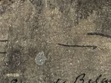 a picture of a painting of a dragonfly on the wall