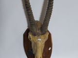 une tête d'antilope fixée sur une plaque en bois à fond blanc