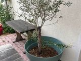 a small tree in a pot next to a bench