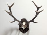 un crâne de cerf accroché au mur, avec ses bois