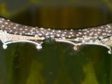 a close up of a green vase with water in it