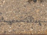 a bug that is sitting on the ground with writing on it