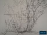 pencil drawing of a vase of flowers in a vase on a table