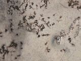 a lot of ants that are walking on the ground