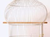 un oiseau en cage posé sur une table