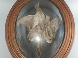 a picture of a picture of a fish in a glass case