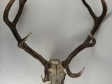 une photo d'un crâne de cerf accroché au mur