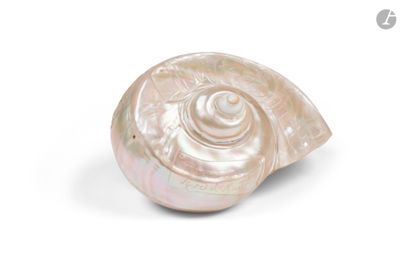 une image représentant un coquillage blanc orné d'un motif en spirale
