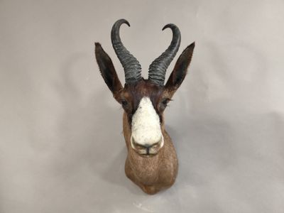 une fausse tête d'antilope accrochée au mur