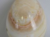 an image of a shell on a white surface