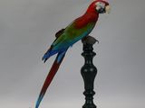 a red and green parrot sitting on top of a black pole