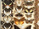 many different types of butterflies displayed in a glass case