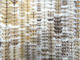 many different kinds of moths displayed on the wall