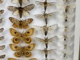 a lot of moths in a shadow box