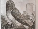 drawing of a bird sitting on a rock with a castle in the background