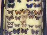 a lot of butterflies in a display case on a table
