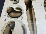 a picture of a picture of a sea lion on a table