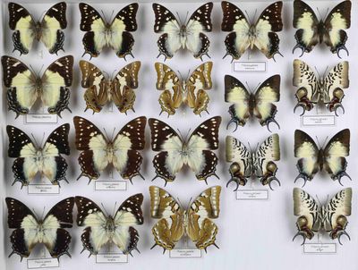 de nombreux types de papillons différents présentés dans une vitrine