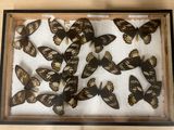a lot of butterflies in a wooden frame on a table