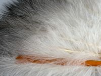 Plumes, Europe, vers 1890-1900 (photo 6)