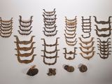 de nombreux types d'os d'animaux exposés sur le mur