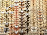 many different types of moths displayed on the wall