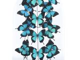 blue butterflies in a glass dome on a wooden base