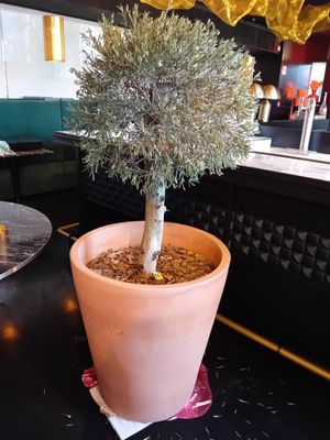 un olivier en pot posé sur une table dans un restaurant