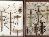 two pictures of a display of insects in a glass case