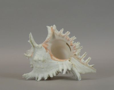 a white shell that is sitting on a table