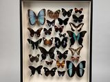un cadre vitrine contenant une collection de papillons
