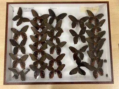 a lot of butterflies that are in a glass case