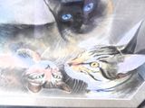 two cats that are looking at each other in the picture
