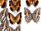several different types of butterflies are displayed in a display case