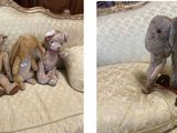 two pictures of stuffed animals sitting on a couch
