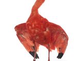 a red bird that is standing on a black base