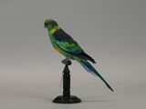 a green and yellow bird sitting on top of a black pole
