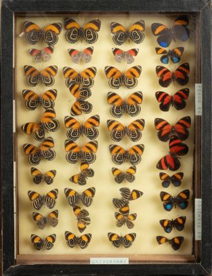 une photo d'une vitrine remplie d'une multitude de papillons de toutes sortes