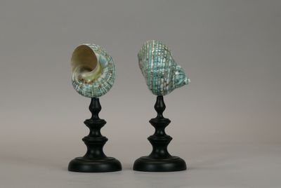 two seashells sitting on top of black candlesticks