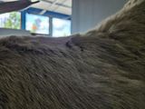 a lot of flies on the fur of a bear