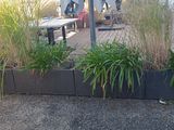 de nombreuses plantes dans la jardinière située sur le côté du bâtiment