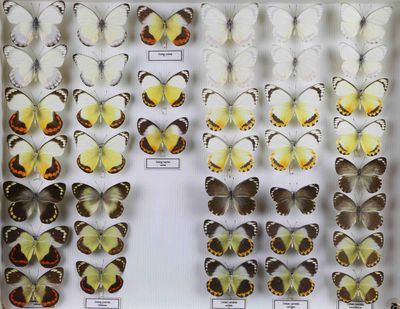 de nombreux types de papillons différents présentés dans une vitrine